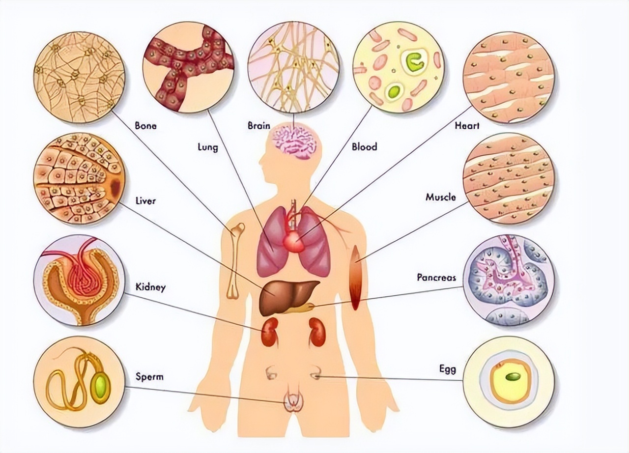 Which organs are removed from a person without dying?The 5 