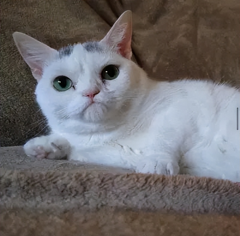 A Cat With Dwarfism Is Born With A Stinky Face, But Unexpectedly 