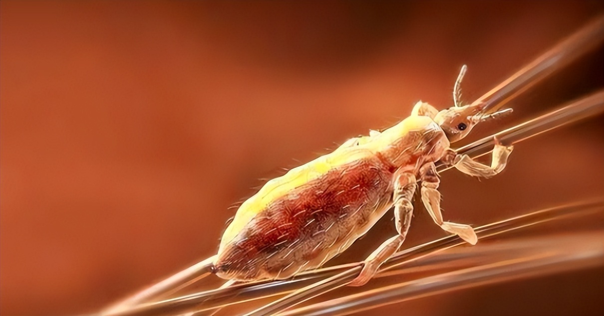 Lice have lived and evolved with humans for thousands of years, why can