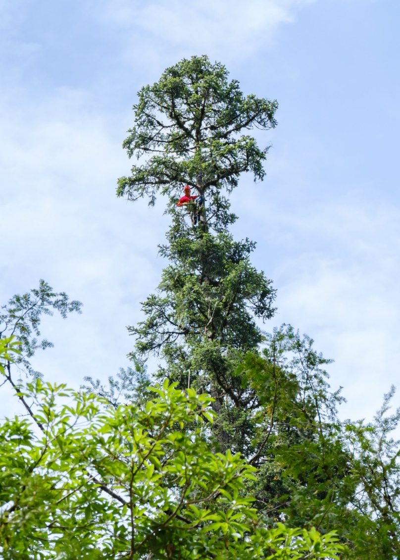 380 years old, 83.4 meters!