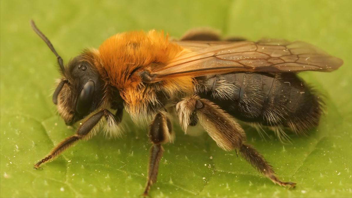 Three small tricks to easily solve the bee scorpion fly - iMedia