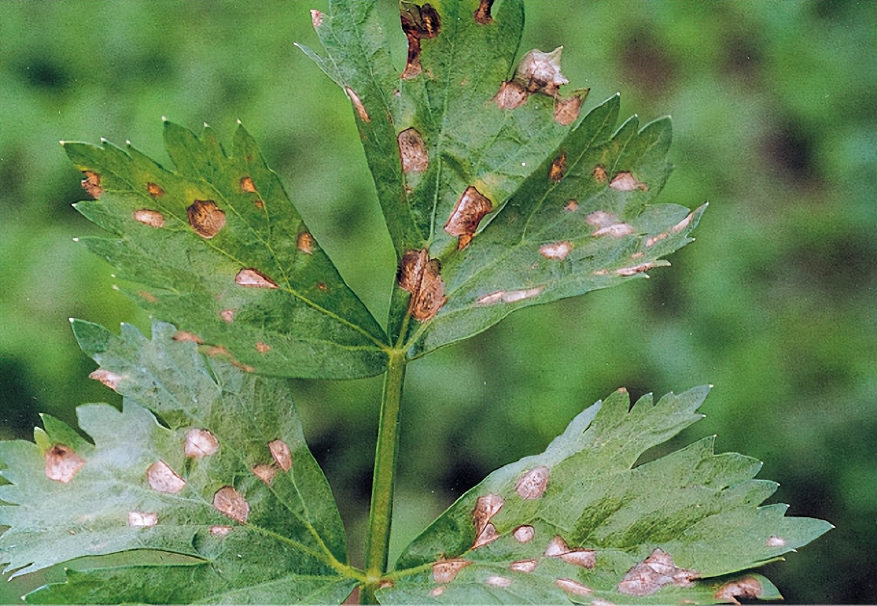 Celery (celery) diseases and prevention methods iNEWS