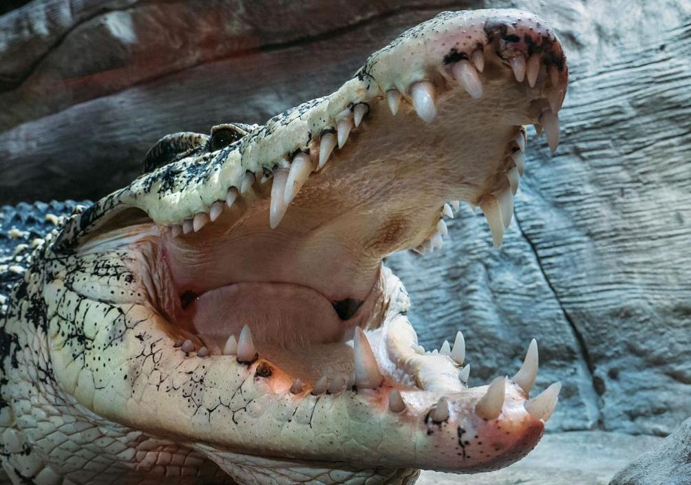 Why don't crocodiles lose their teeth? Scientists have revealed their