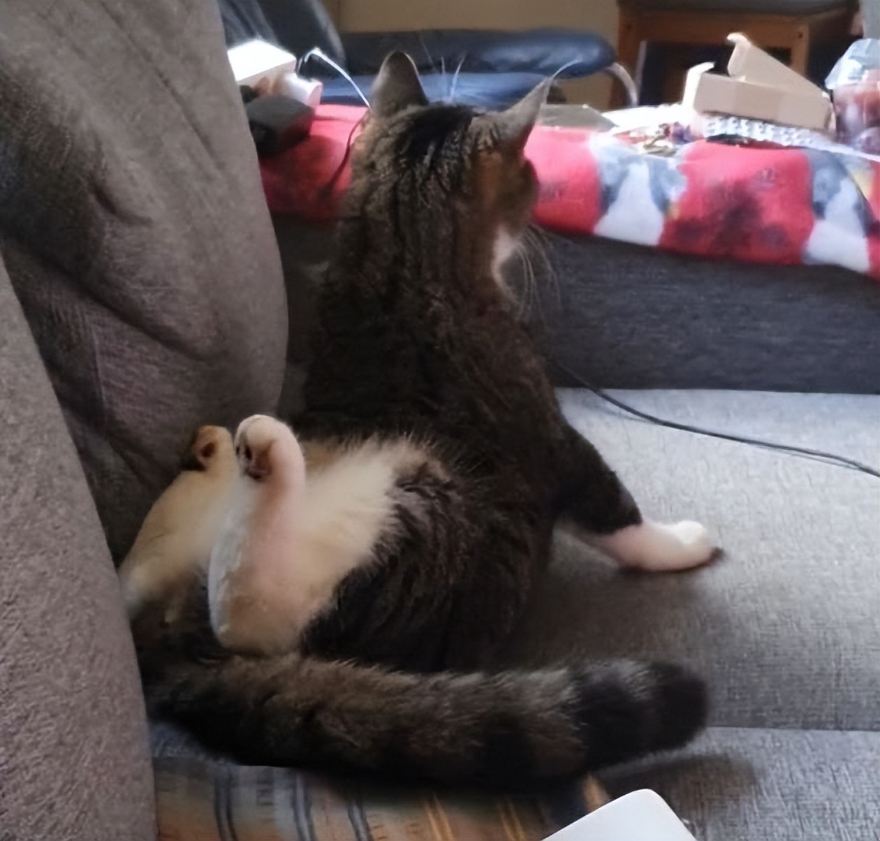 What happens when a cat loses its factory settings?funny pet moments