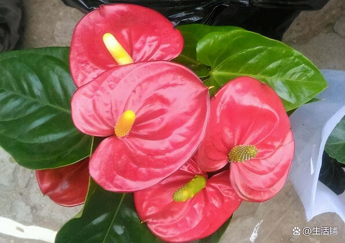 How to raise Anthurium to bloom?3 aspects are in place, the flowers are