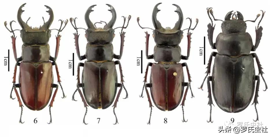 A quick list of deep mountain shovel species around the world, worth ...