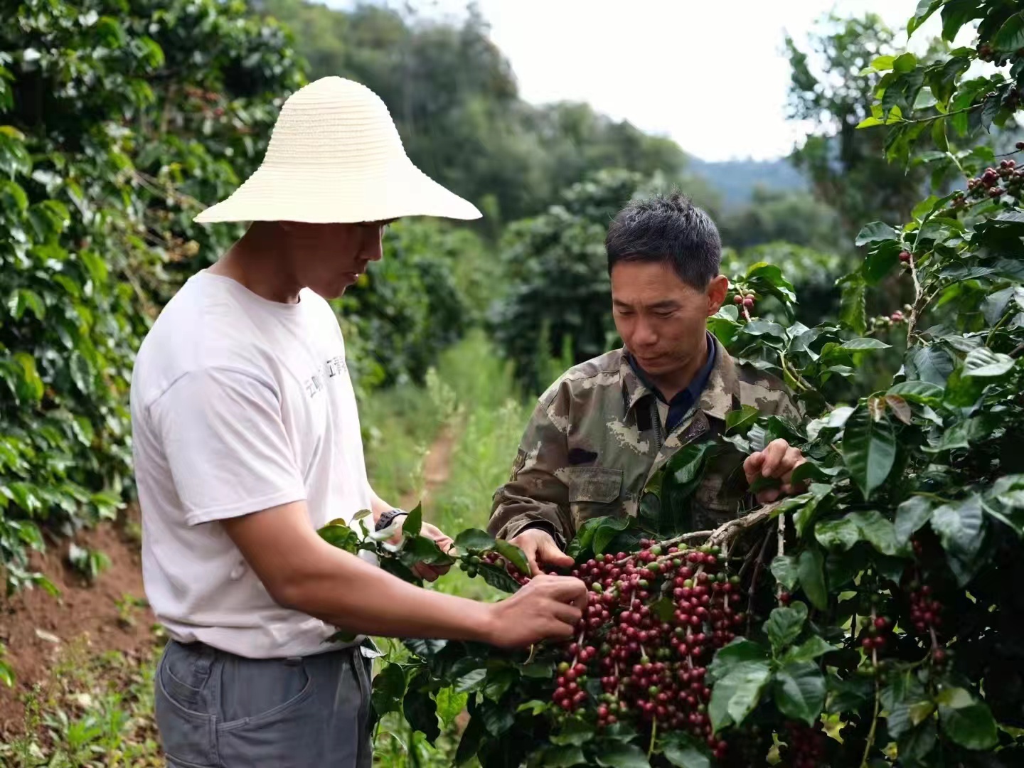 From "30 years of cheap sales" to swarming bean hunters Yunnan coffee beans regain their