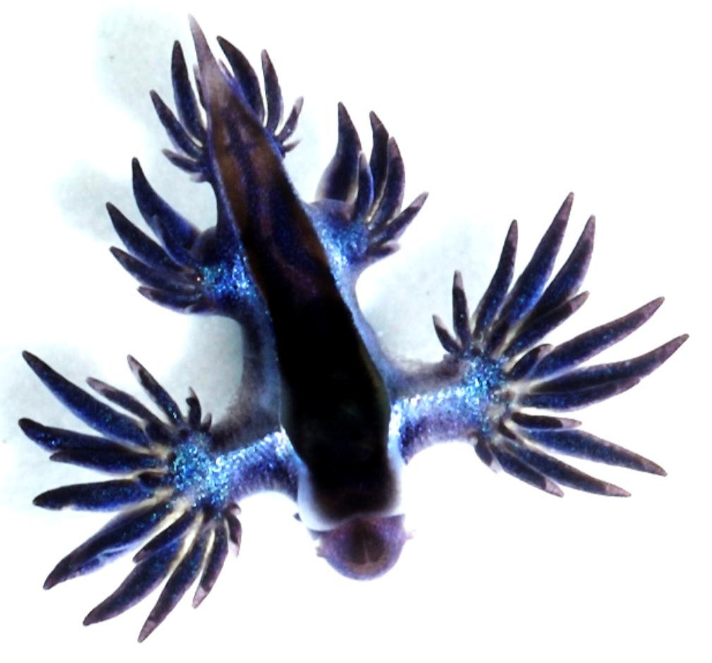 Have you ever seen the most bizarre looking creature on earth? - iNEWS