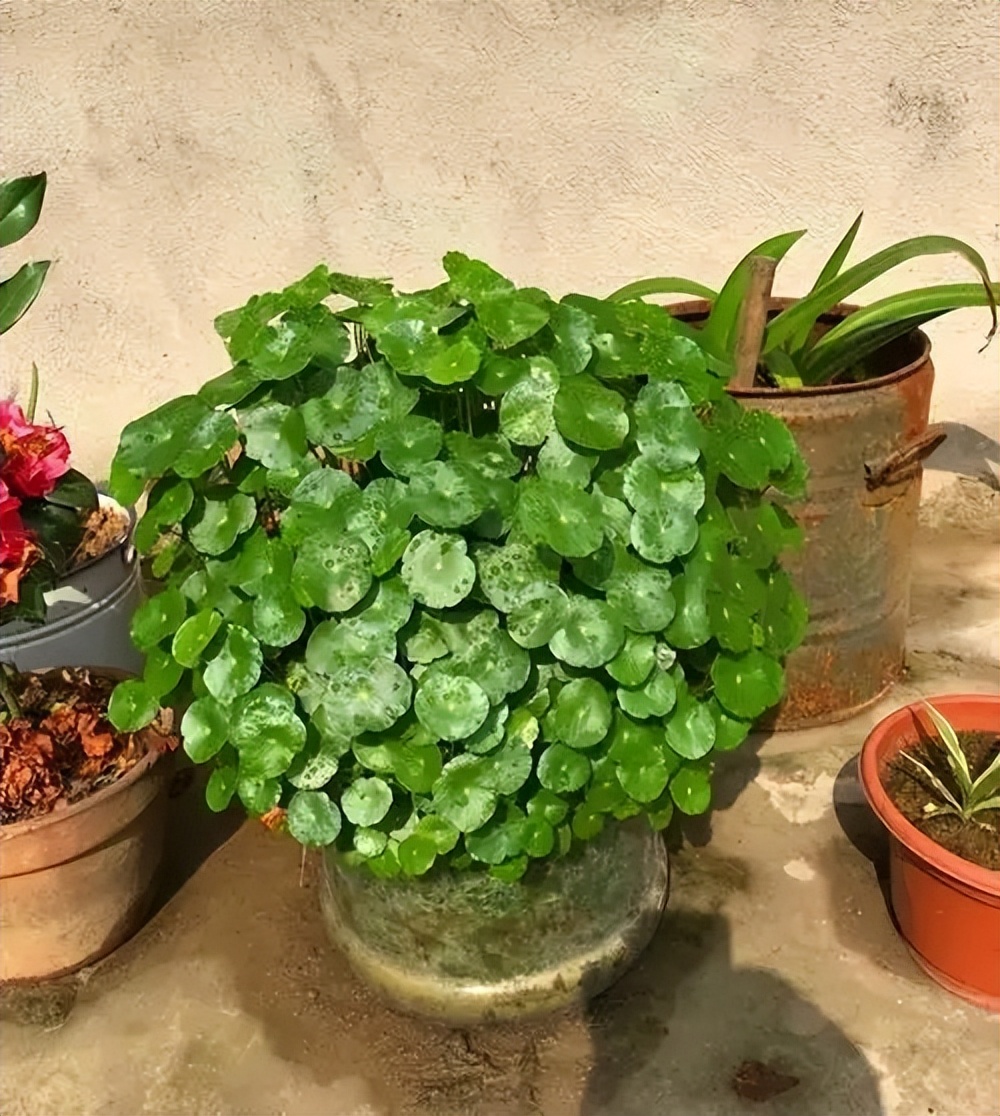 The "3 skills" of copper money grass winter, more leaves in the coming