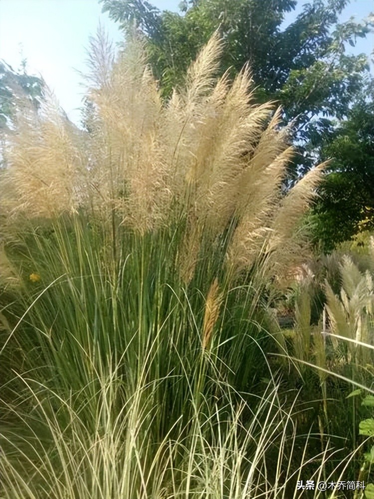 History of Reed in Ancient China - iNEWS