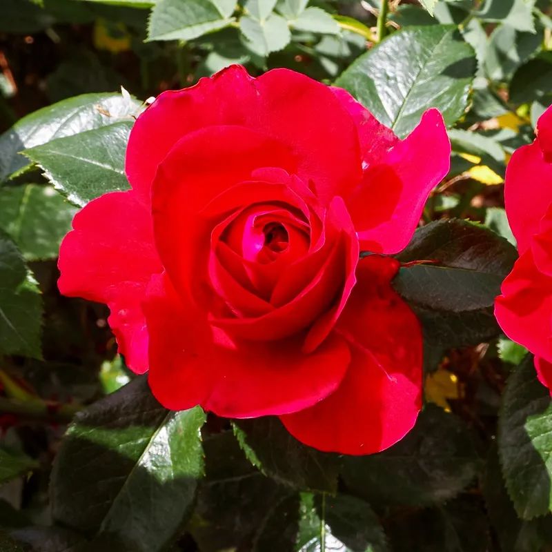 Those red roses with flower fragrance, disease resistance and heat ...