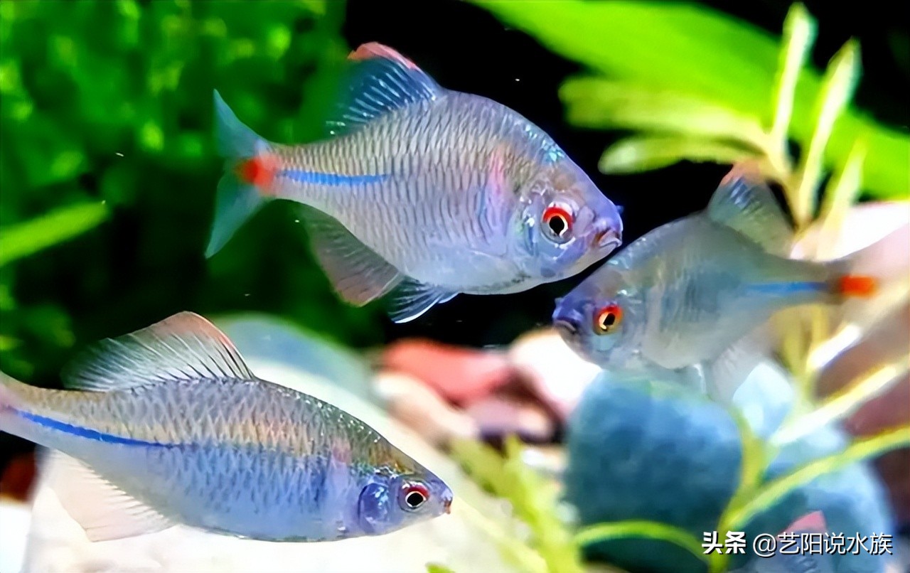 Top 10 cold water fish suitable for beginners iNEWS