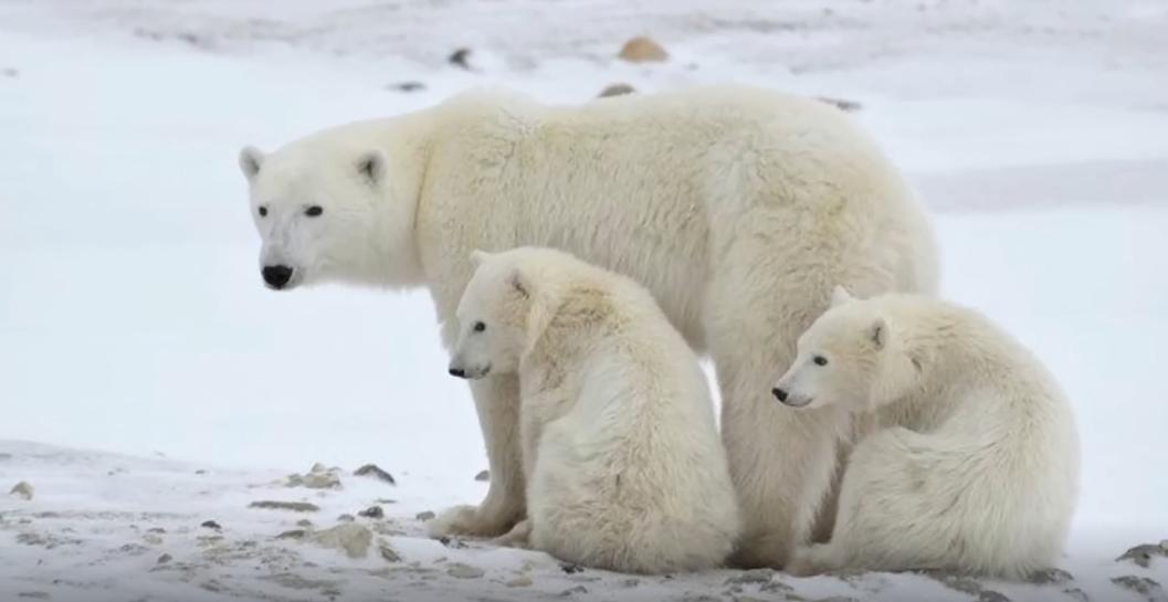 Killer Whale VS Polar Bear!The strongest and most famous rivalry!Who