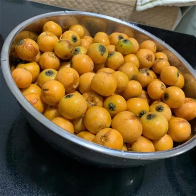 How to make loquat extract from fresh loquat? The practice and skills ...