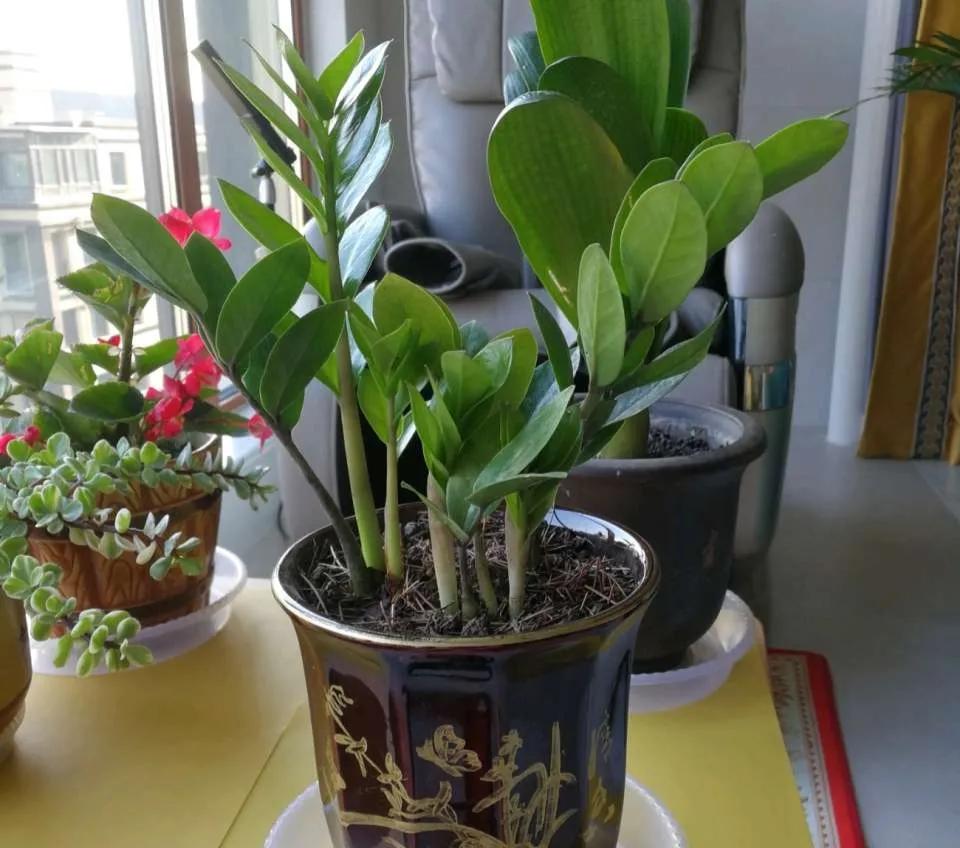 Raise a money tree and make a money tree copper money grass, dig a hole