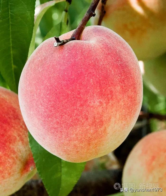 Native Tree Species Popular Science Series 3 Peach—originated In China Inews 8024