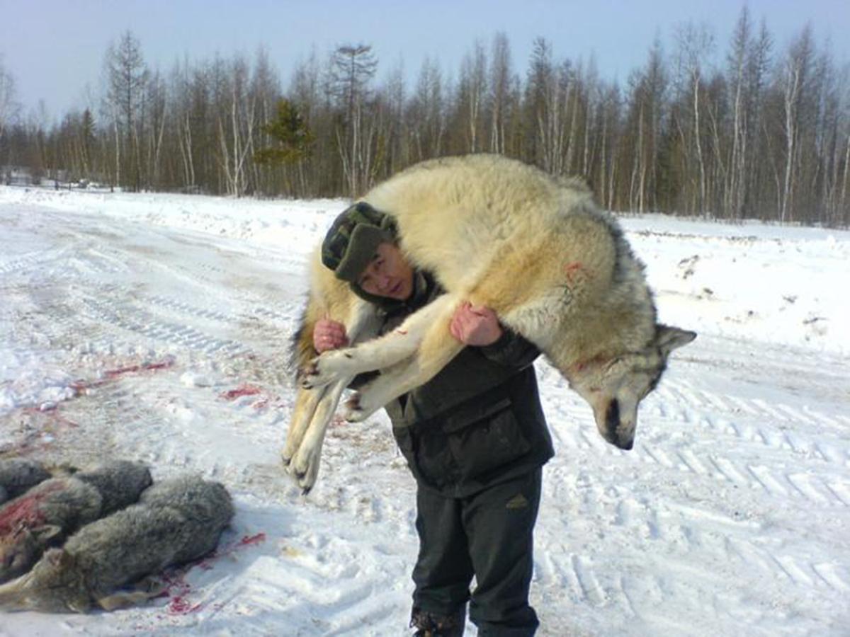 Predators Of Humans If there was a creature that preyed on modern humans specifically, what ...