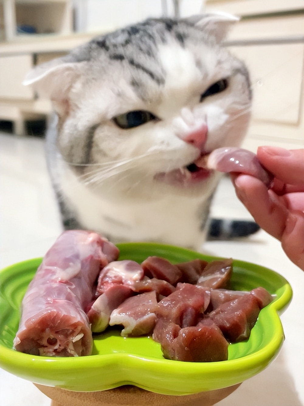 Can cats eat duck necks? There is nothing wrong with cats occasionally