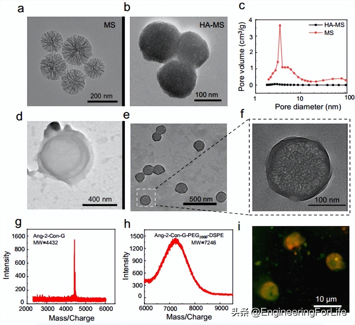 A multifunctional nanocarrier system for efficient targeted drug ...