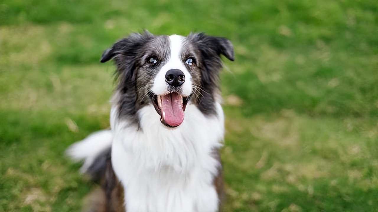 Border collie has a lot of advantages, you must raise one after reading ...