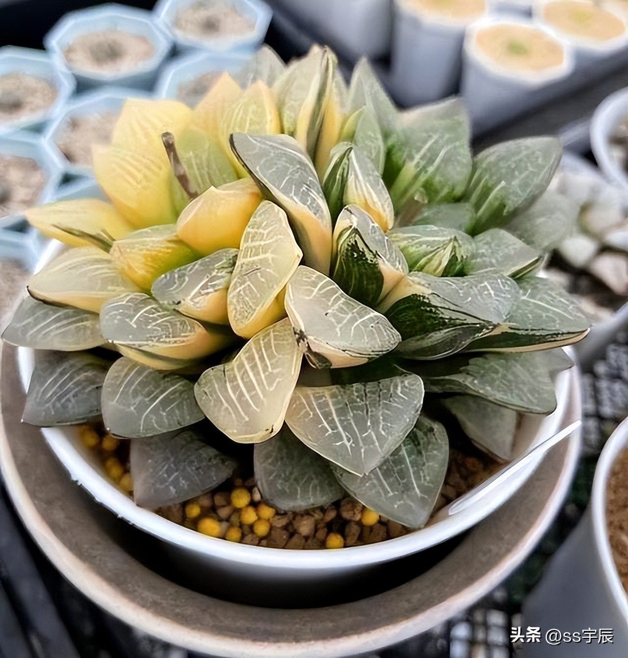How expensive is succulent?Take you to know the "high price" succulent