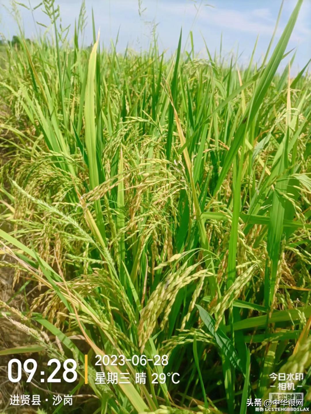 Early rice enters highly sensitive stage - iMedia