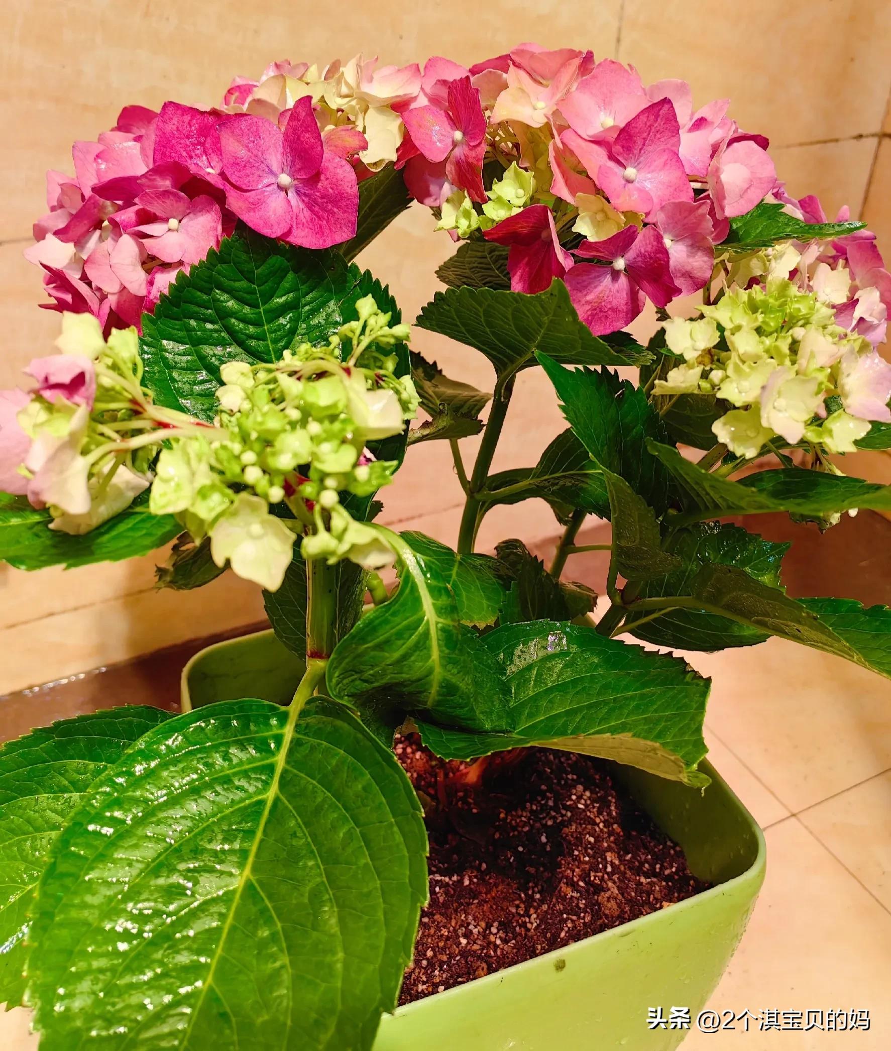 It's the season of hydrangeas blooming again iNEWS