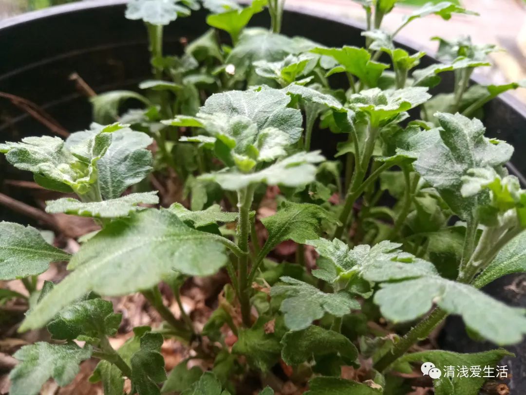 Learning how to grow flowers and cuttings can save a lot of money on buying flowers iNEWS