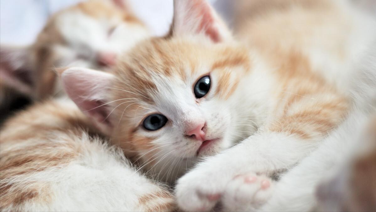 Do cats hate their owners after being abandoned? iNEWS