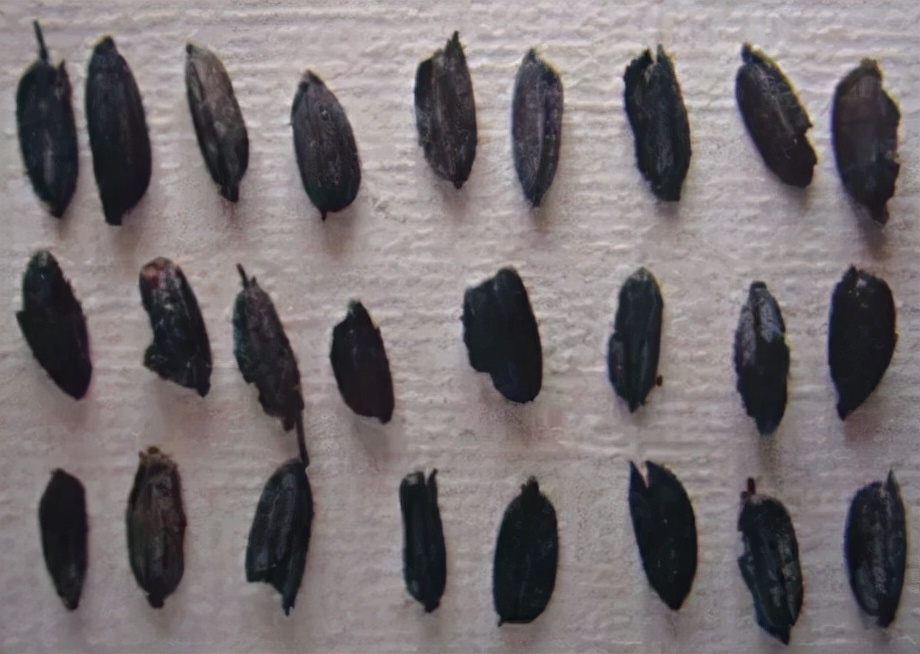 Ancestral Rice Modern Rice Love rice grains say I where does the rice come from?Tracing the ...