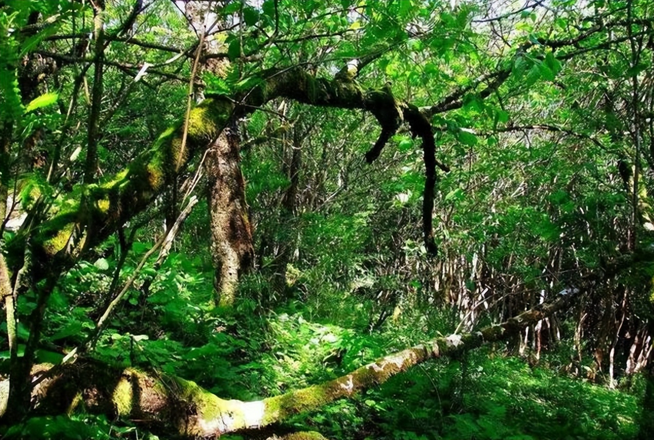 141 years ago, the "savage girl" was taken away by the expedition for