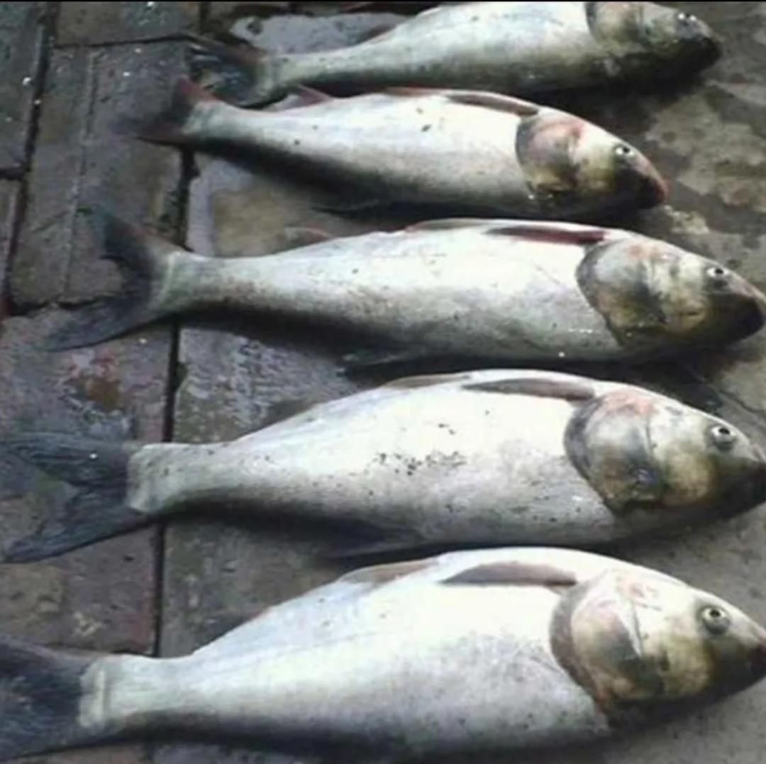 People take food as their heaven silver carp iNEWS