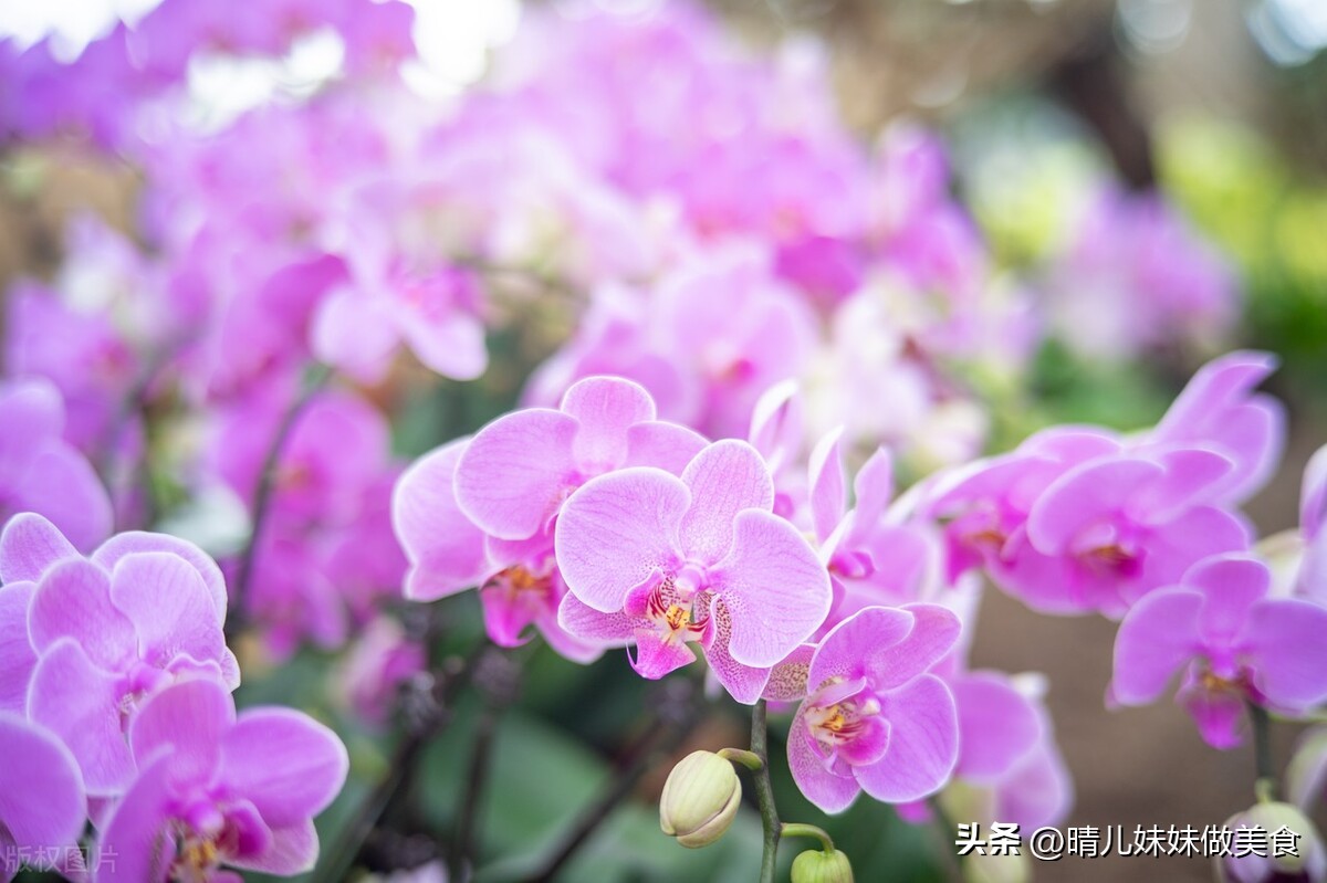 When should I repot my orchids? Do orchids need to be repotted? Be careful it's hypoxic and