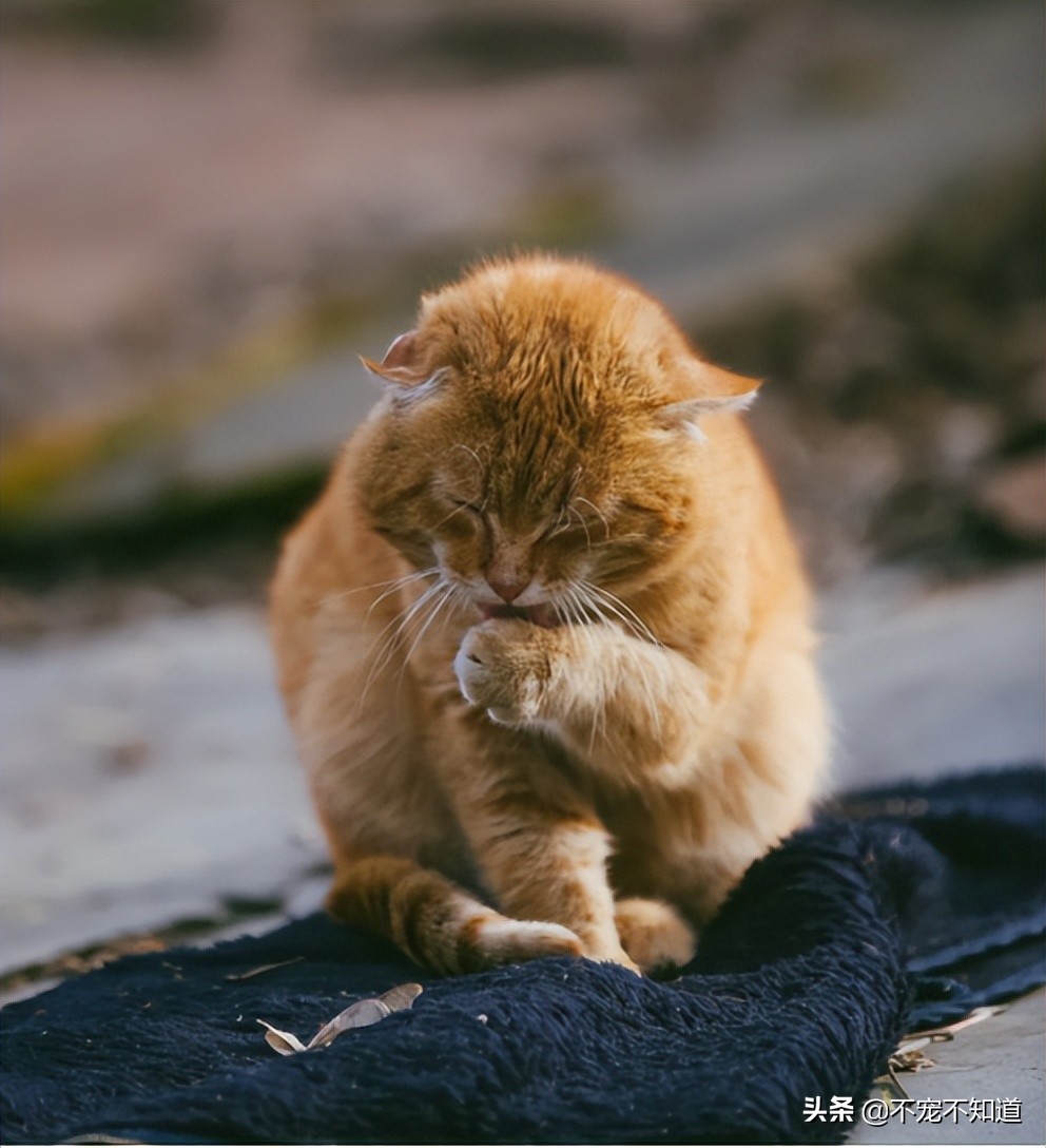6 Simple Tips To Help Your Cat Owner Lose Weight iNEWS