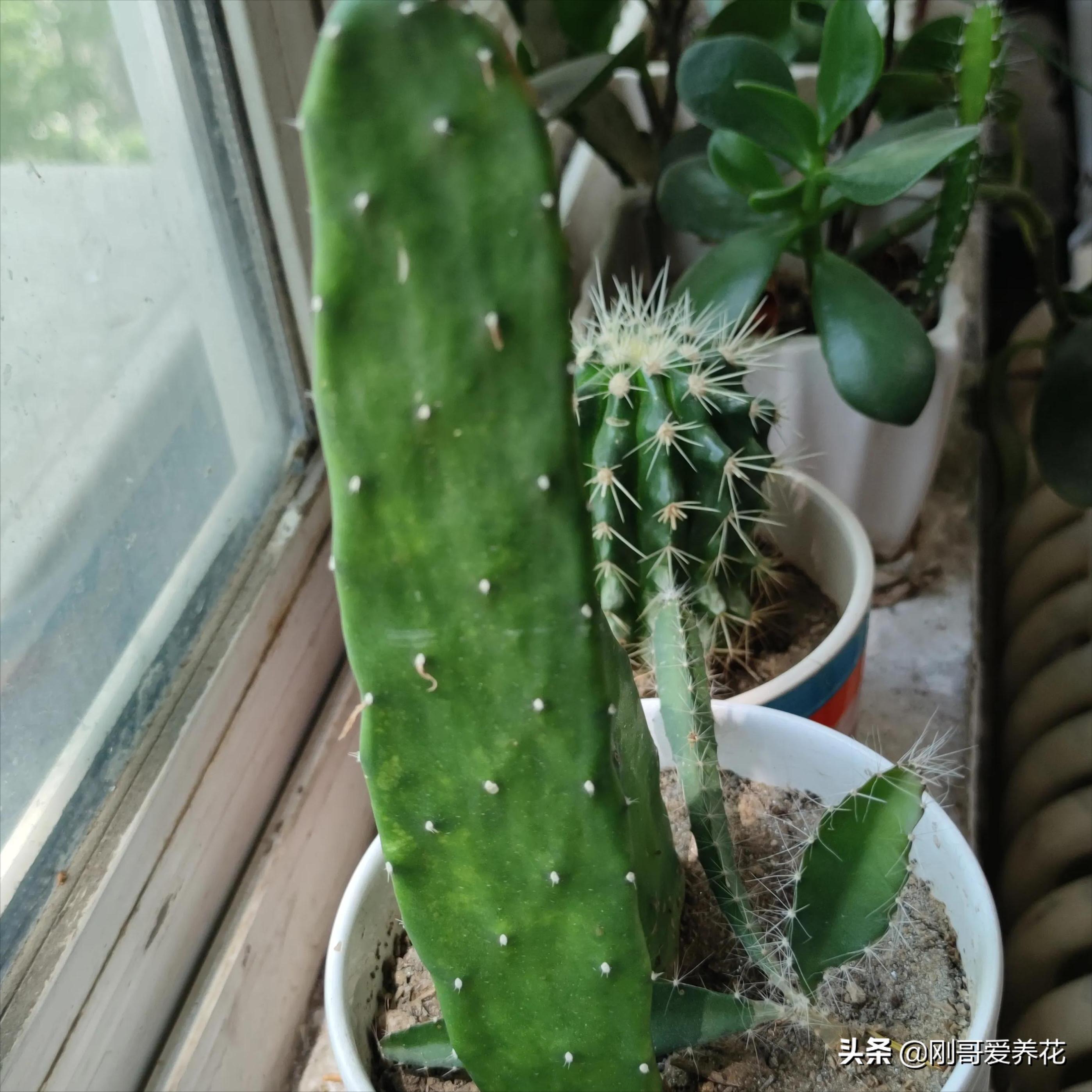 How to grow fat and thick cactus grafted with crab claw orchid? iNEWS