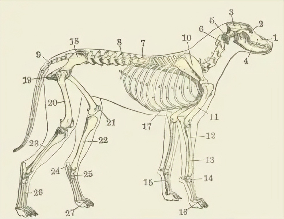 Knowledge about bone diseases in dogs iNEWS
