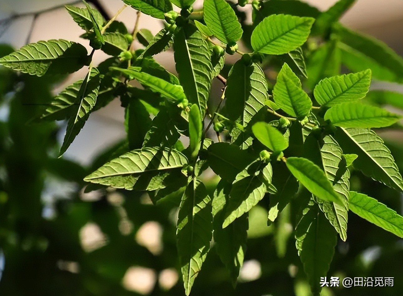 櫸樹盆景要如何初步定型?了解這五點,輕鬆造型! - 頭條匯