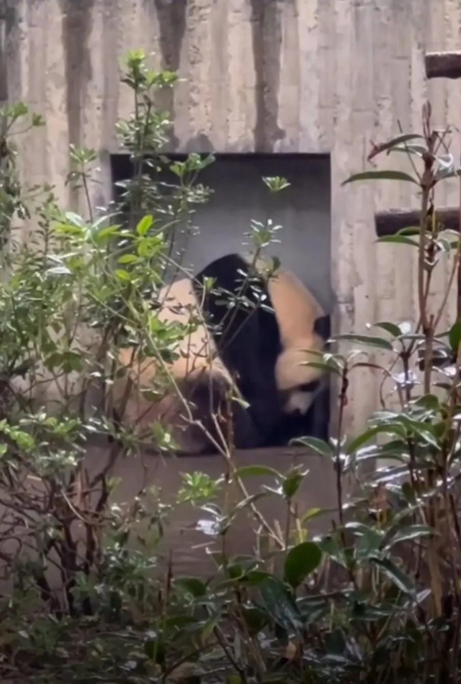 Dee Panda Without heat, there is no bear power Panda Fulu's life of being ...