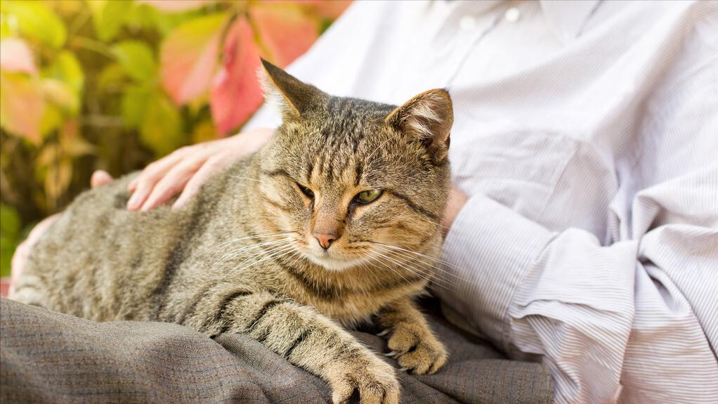 猫咪老了 不再活泼 饮食也一定要注意养护 Mp头条