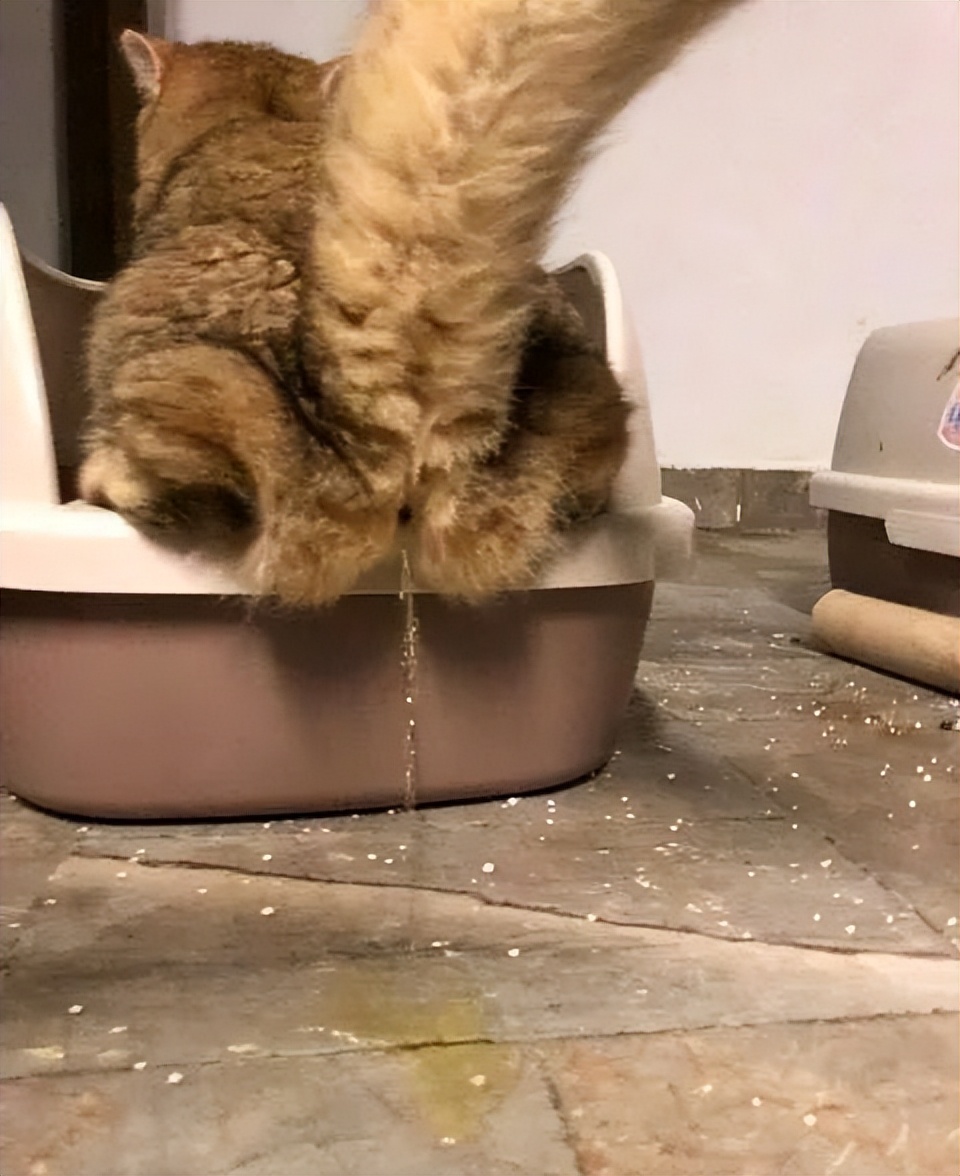 How many do you know to judge the cat's mental state based on where it