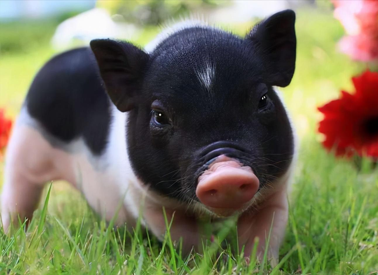 In 2022, what month is the Peach Blossom for the Pig people, what is