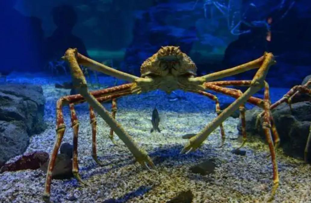 King crabs have invaded the world, but they are still expensive. Every