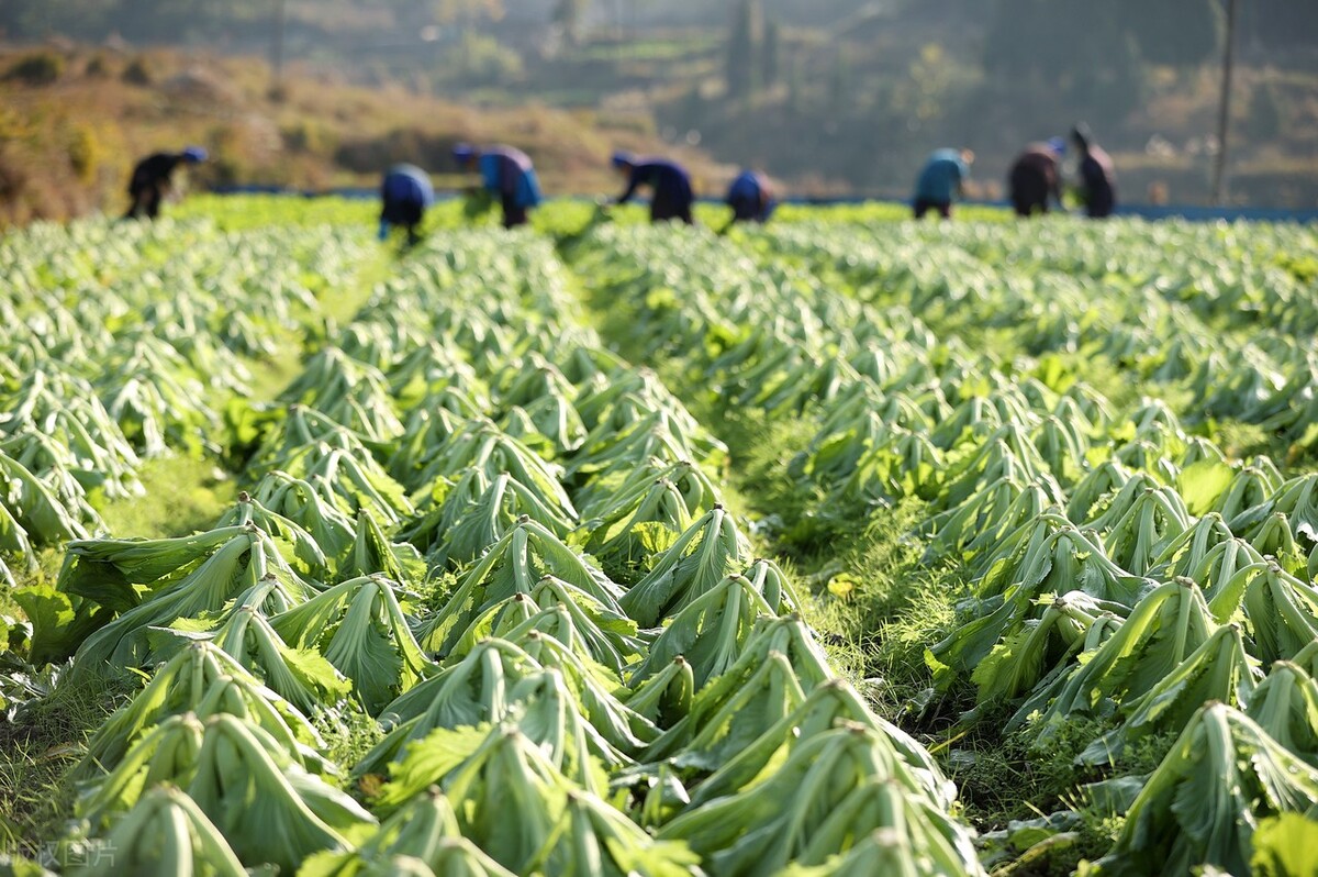 Tens of thousands of farmers have lost their crops, and thousands of