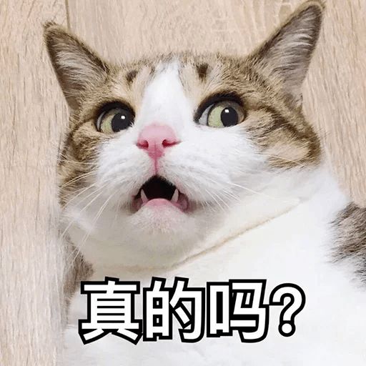 猫咪身上的6个小秘密 养猫多年的你 都未必知道 资讯咖 猫咪身上的6个小秘密 养猫多年的你 都未必知道 资讯咖