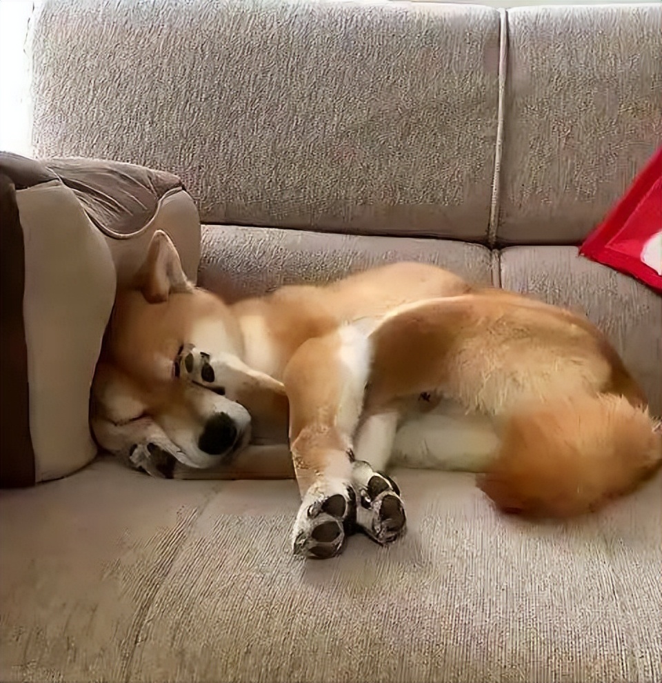 It turns out that dogs "cover their faces and sleep" have these meanings!do you know? iNEWS