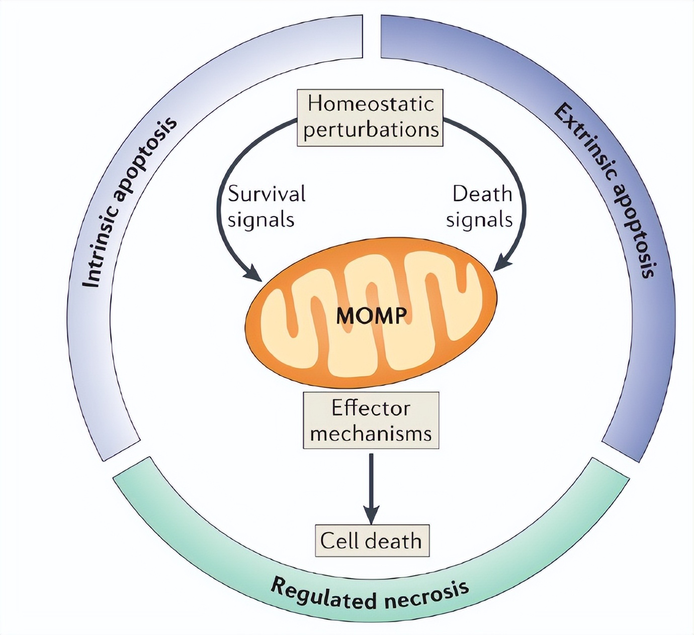 Mitochondria as a new target in the fight against cancer - iMedia