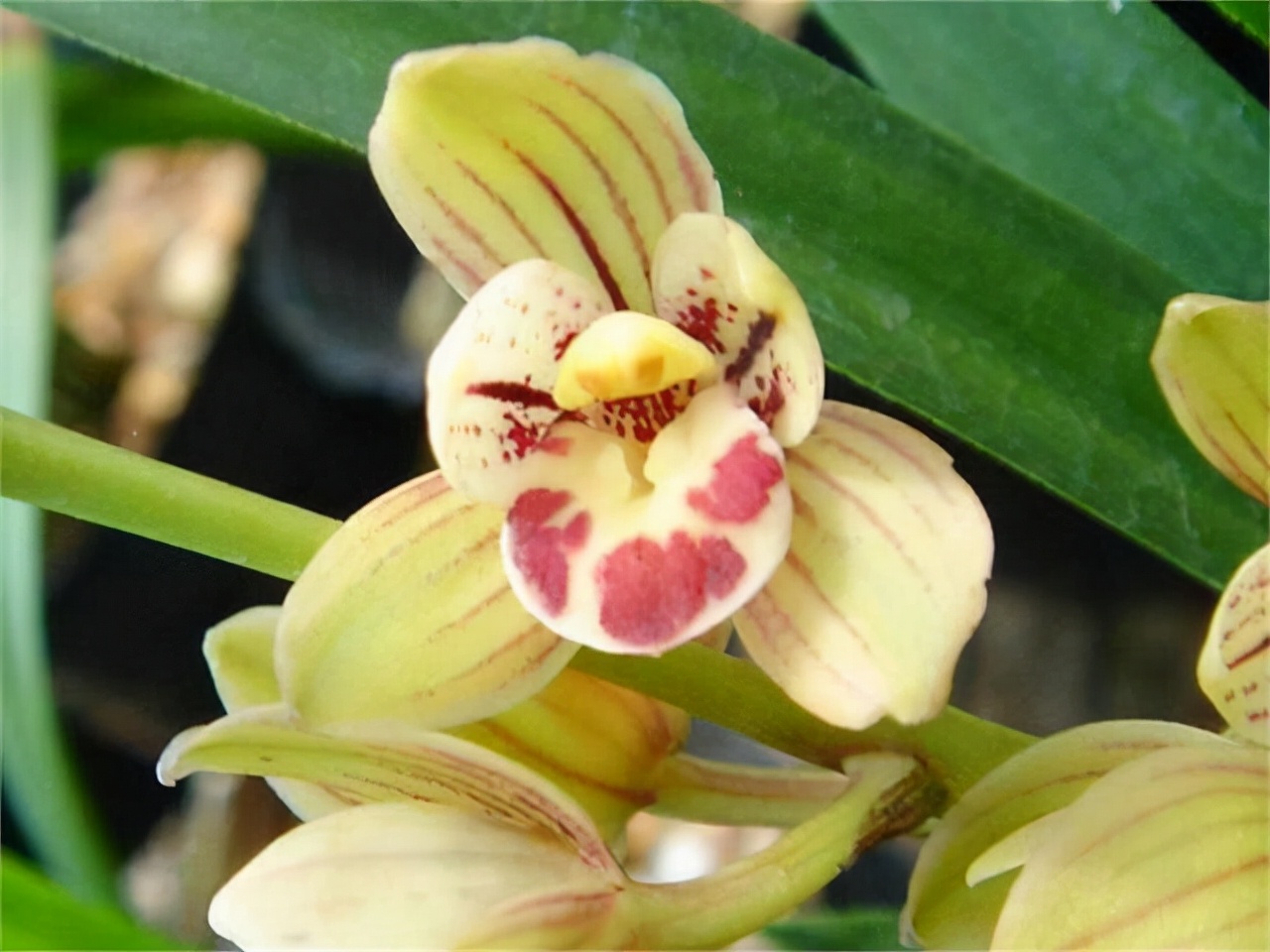 Don't keep peony tea flowers, this orchid smells like perfume, diligent