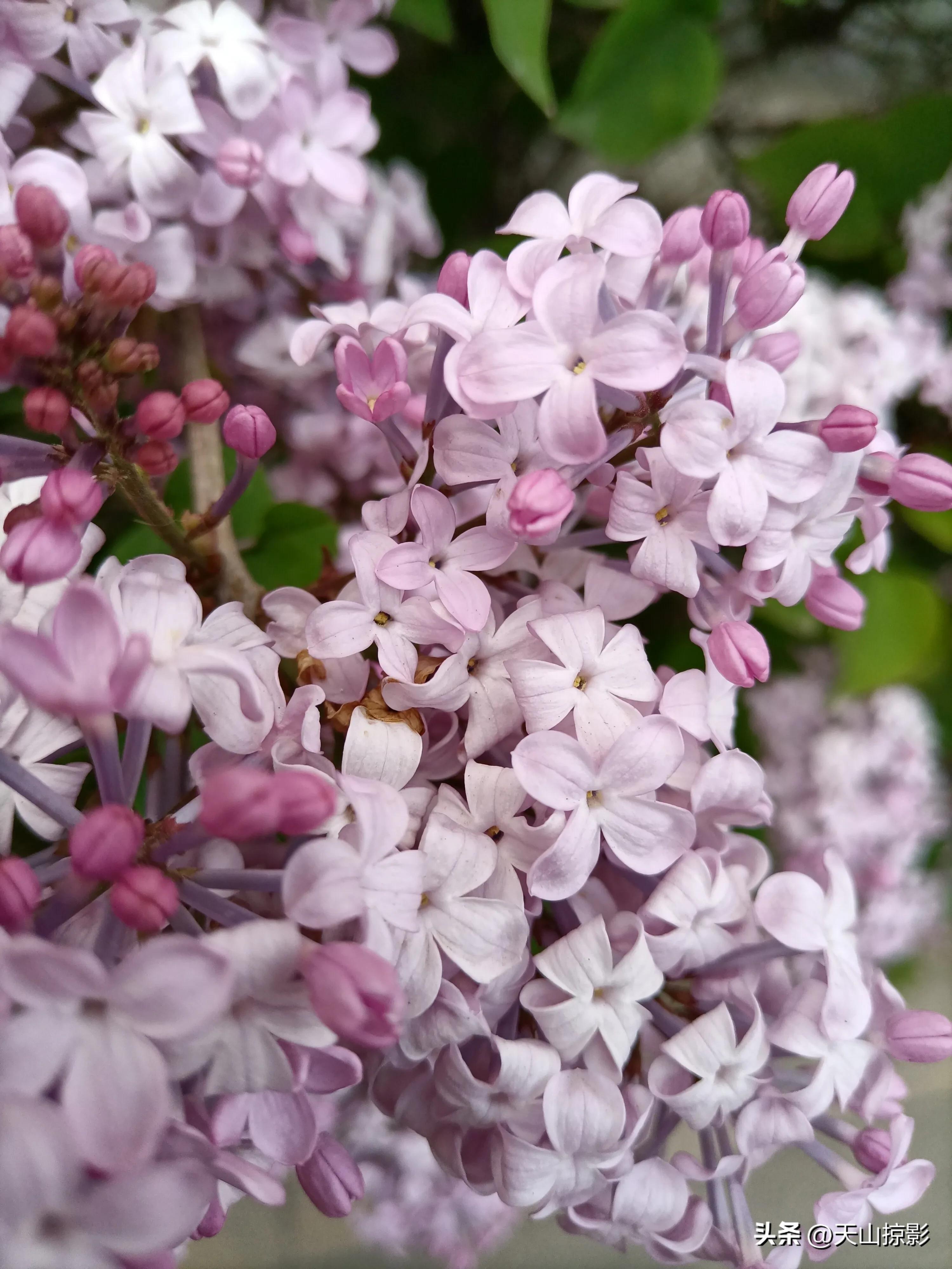 Lilacs are in full bloom in May iNEWS