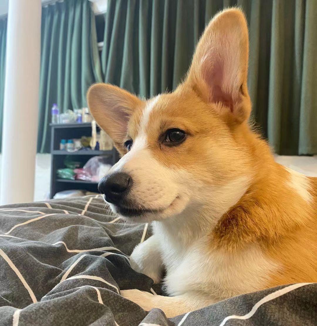 The most common problems encountered by novice raising purely