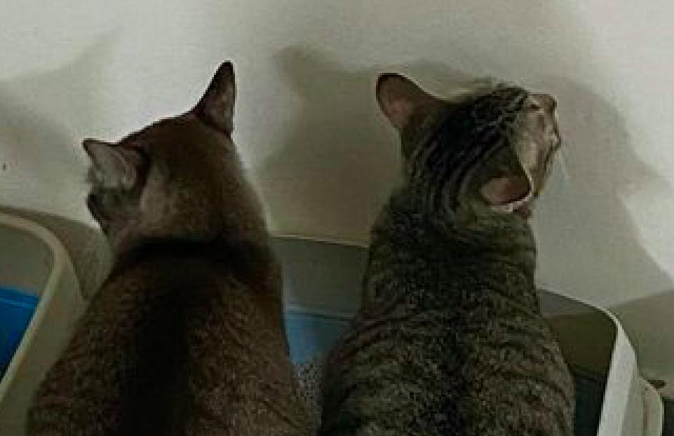 Two cats use the same litter box to go to the toilet at the same time and turn their heads away